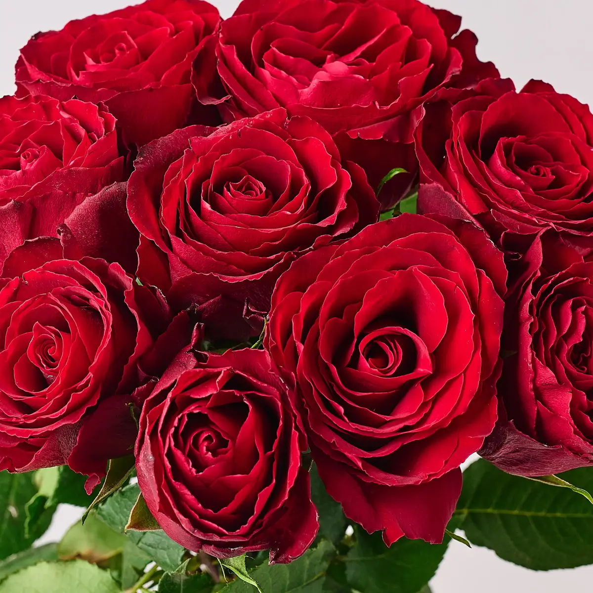 Букет 9 Троянд червоних Мадам Ред купити недорого в Україні, фото 3