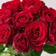Букет 9 Троянд червоних Мадам Ред купити