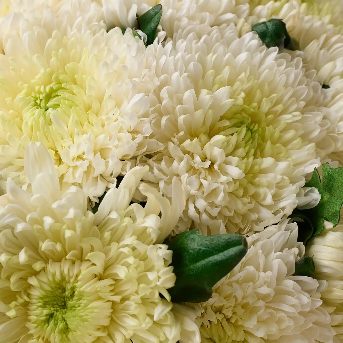 Букет 15 Однобутонних Білих Хризантем купити недорого в Україні, фото 3