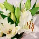 Букет 5 Білих Лілій купити