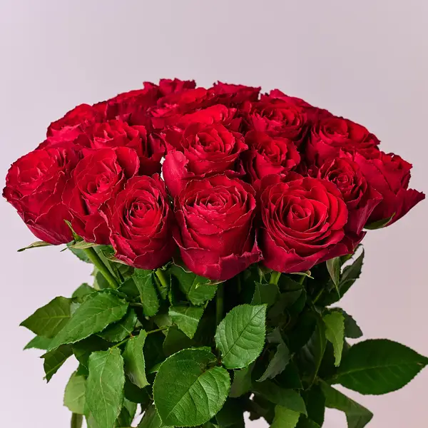 Букет 19 Троянд червоних Мадам Ред купити