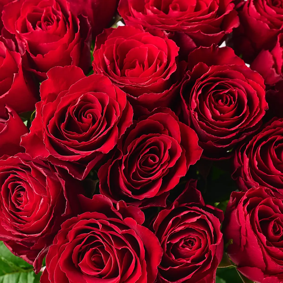 Букет 19 Троянд червоних Мадам Ред купити недорого в Україні, фото 3