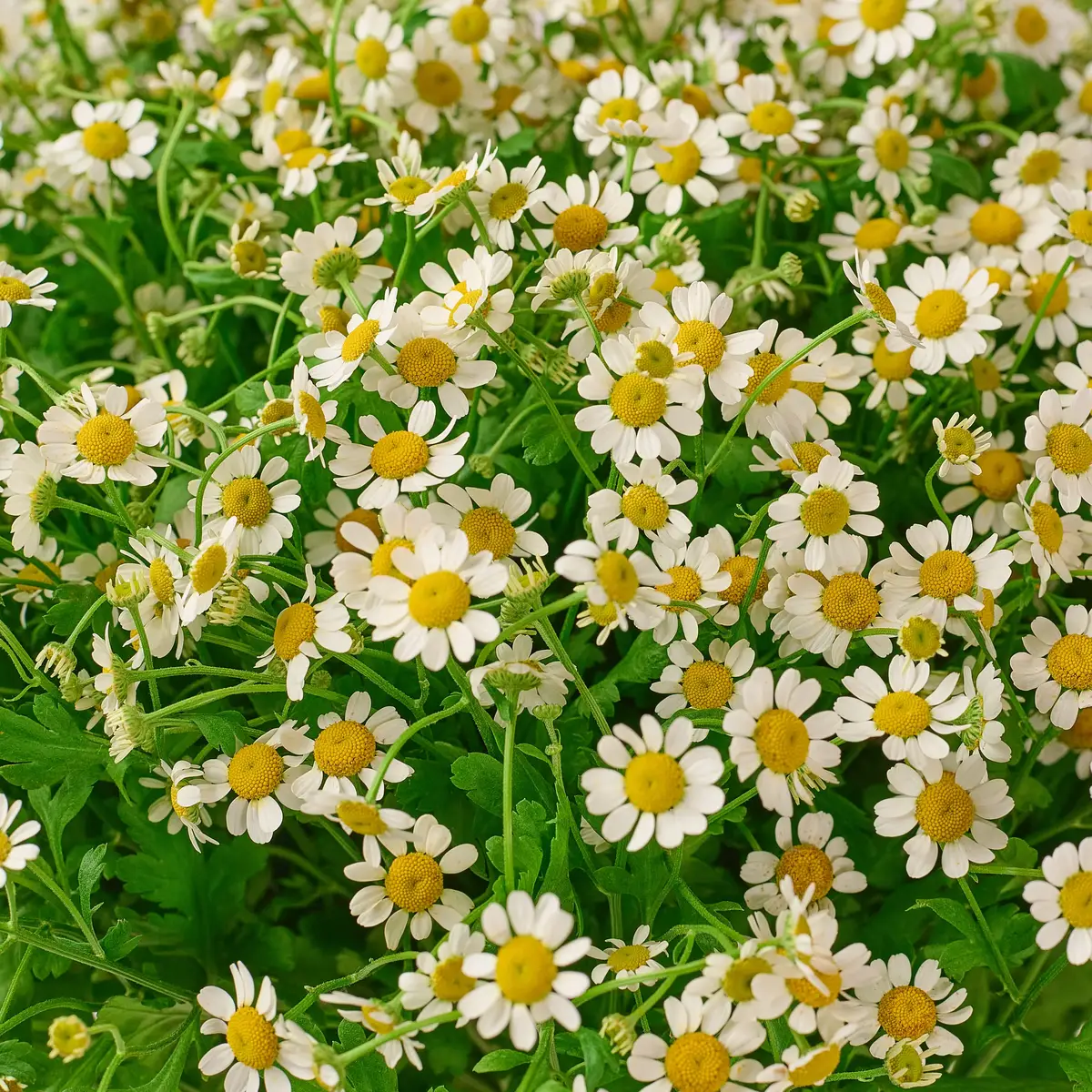 Букет 25 Польових Ромашок купити недорого в Україні, фото 3