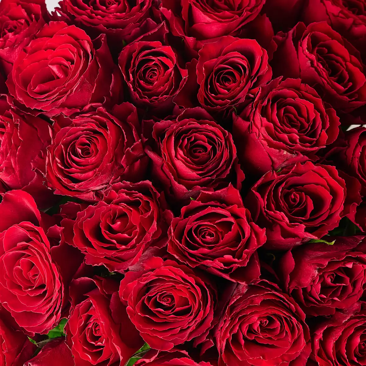 Букет 35 Троянд червоних Мадам Ред купити недорого в Україні, фото 3