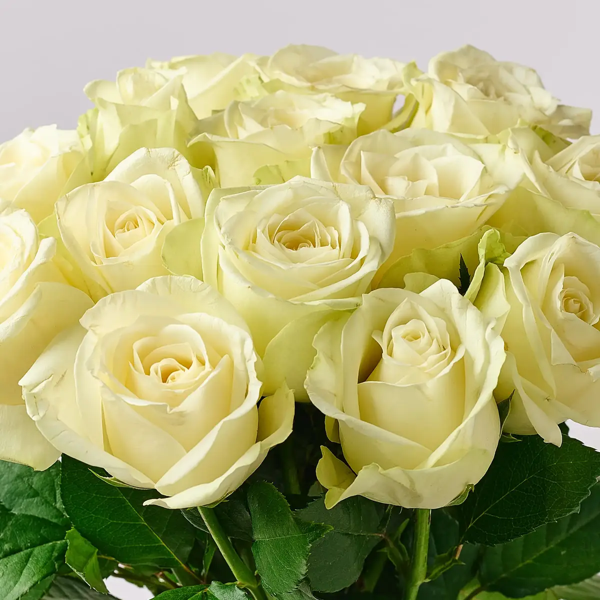 Букет 15 Троянд білих Сновсторм купити недорого в Україні, фото 3