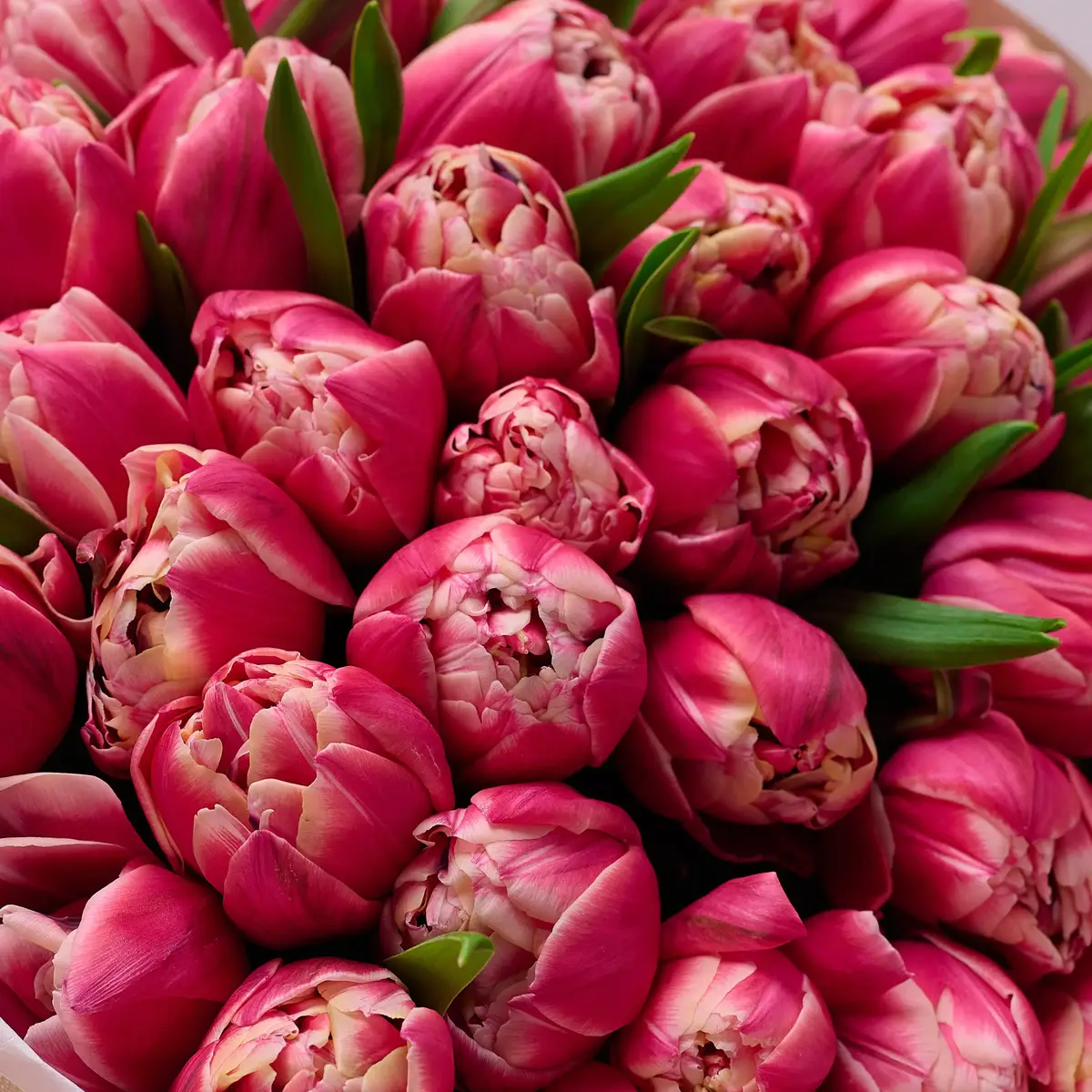 Букет 35 Розовых пионовидных Тюльпанов купить недорого в Украине, фото 3
