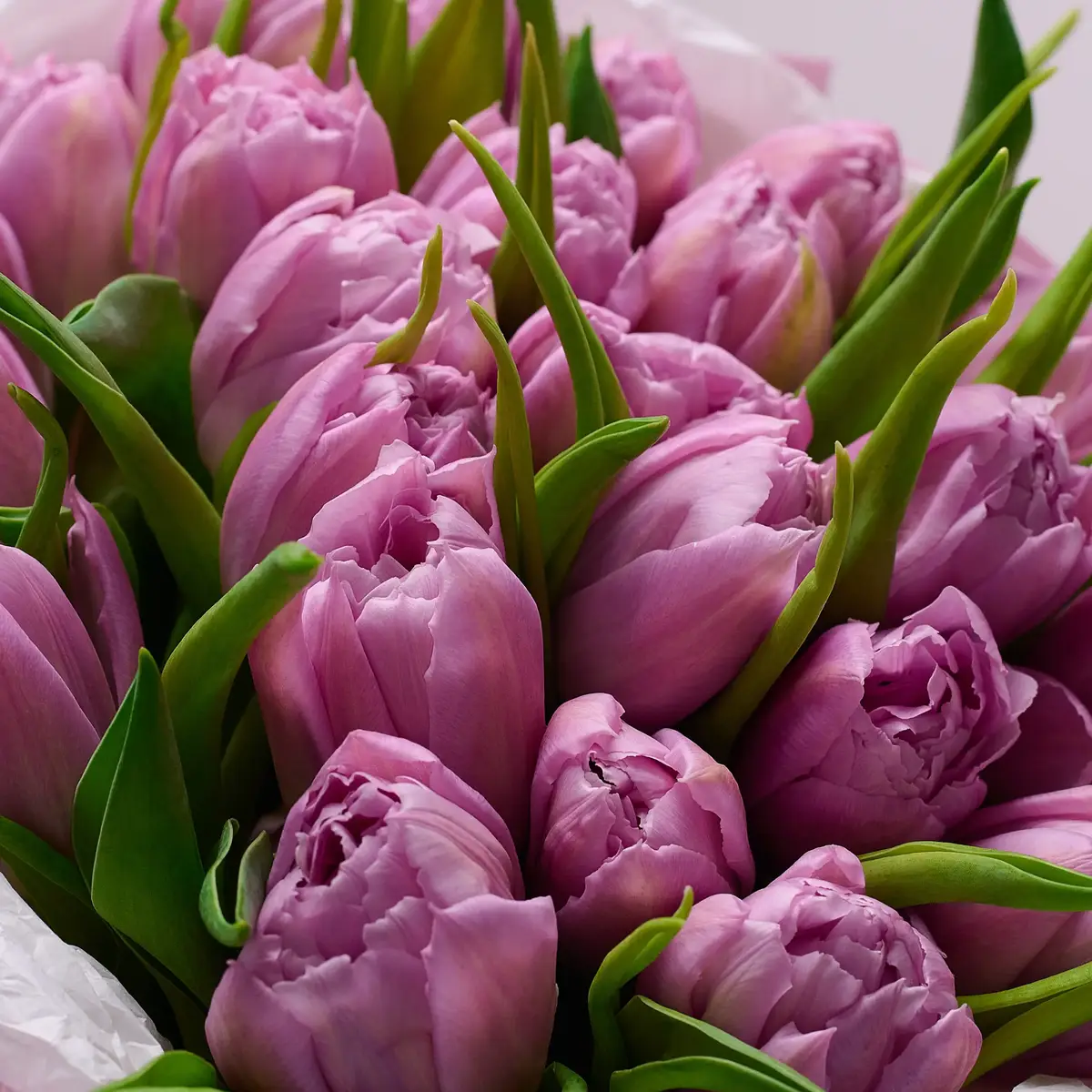 Букет 25 Лавандових піоновидних Тюльпанів купити недорого в Україні, фото 3