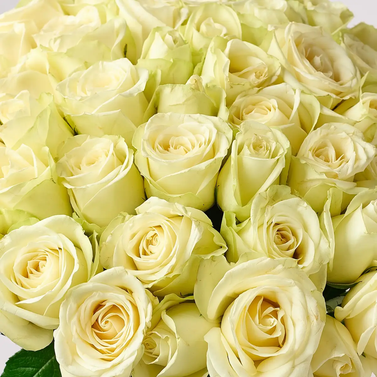 Букет 55 Троянд білих Сновсторм купити недорого в Україні, фото 3
