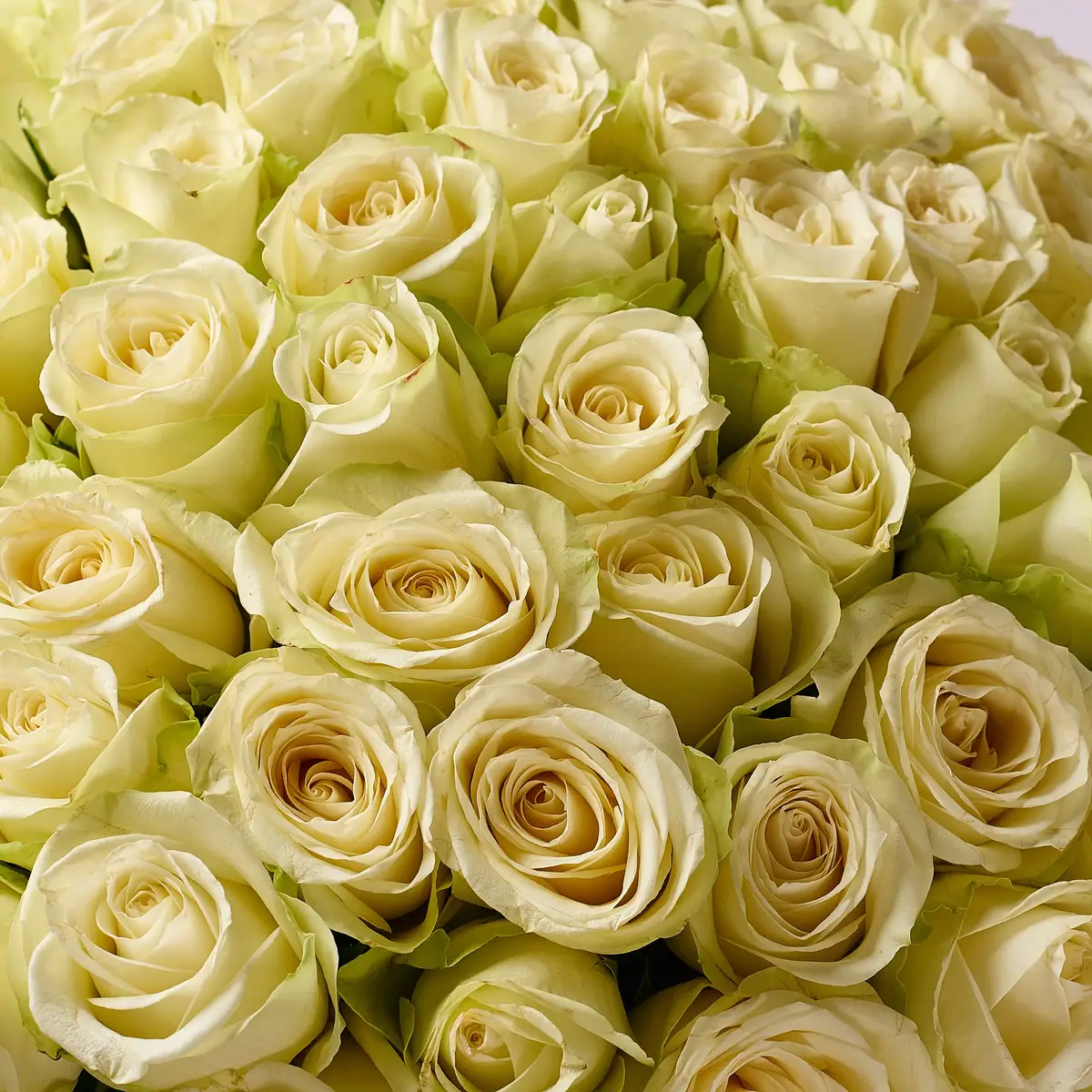 Букет 75 Роз белых Сновсторм купить недорого в Украине, фото 3