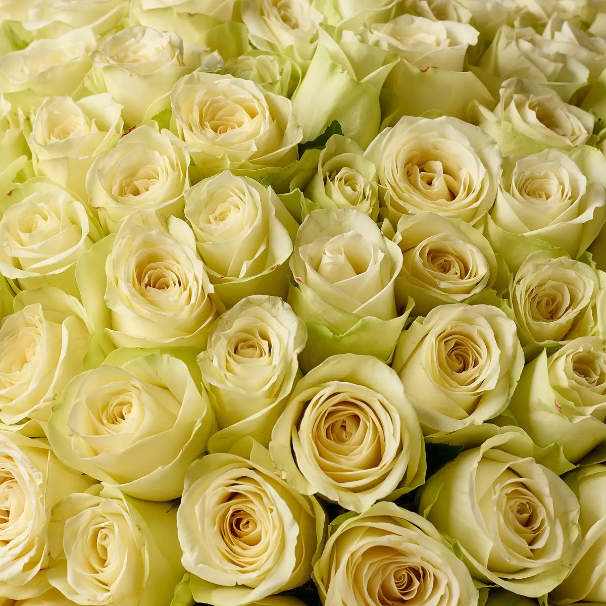 Букет 101 Роза белая Сновсторм купить недорого в Украине, фото 3