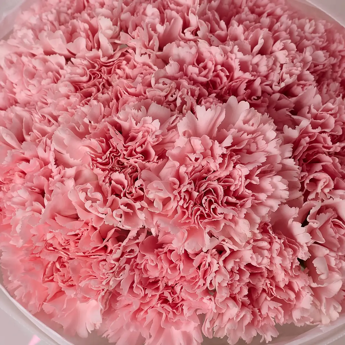 Букет 15 Рожевих Гвоздик купити недорого в Україні, фото 3