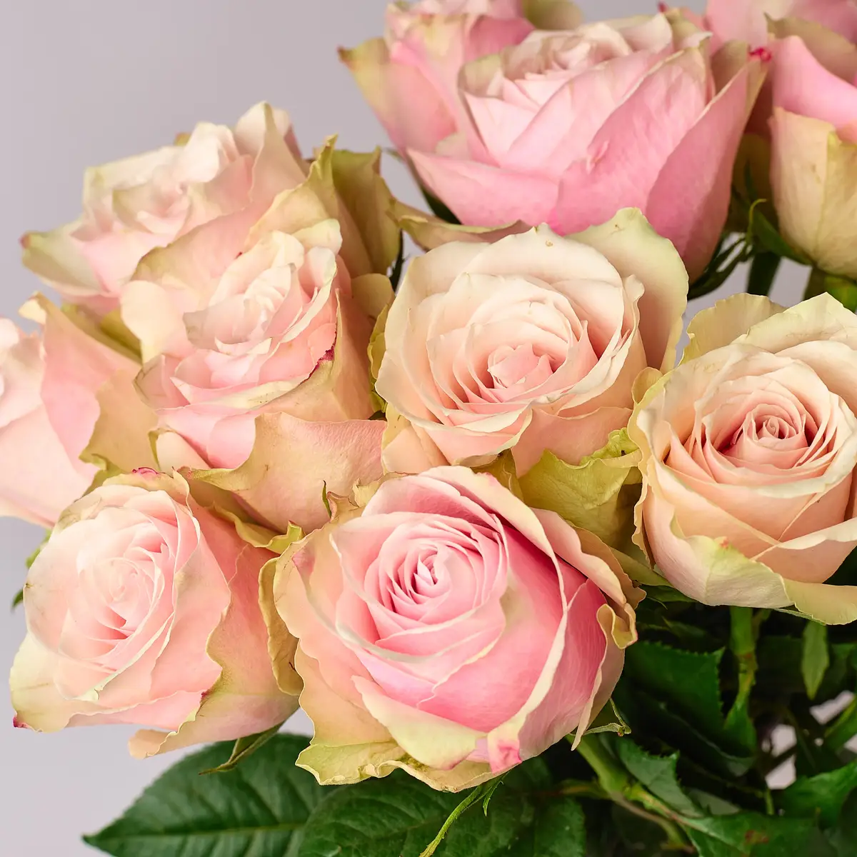 Букет 17 Троянд Пінк Атена купити недорого в Україні, фото 3