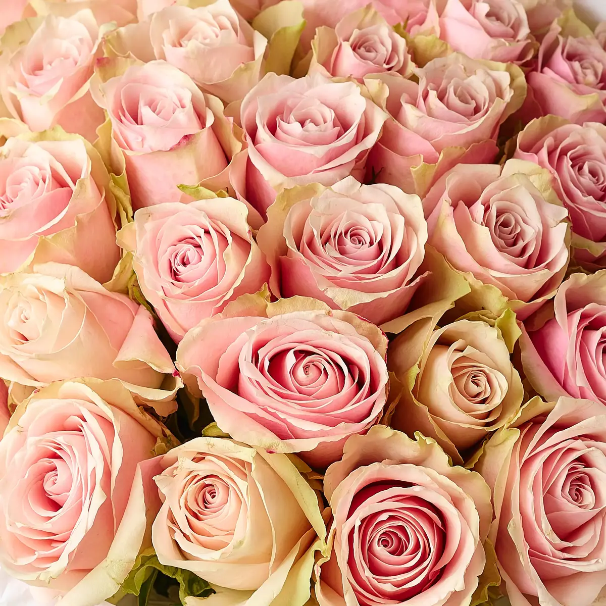 Букет 35 Троянд Пінк Атена купити недорого в Україні, фото 3