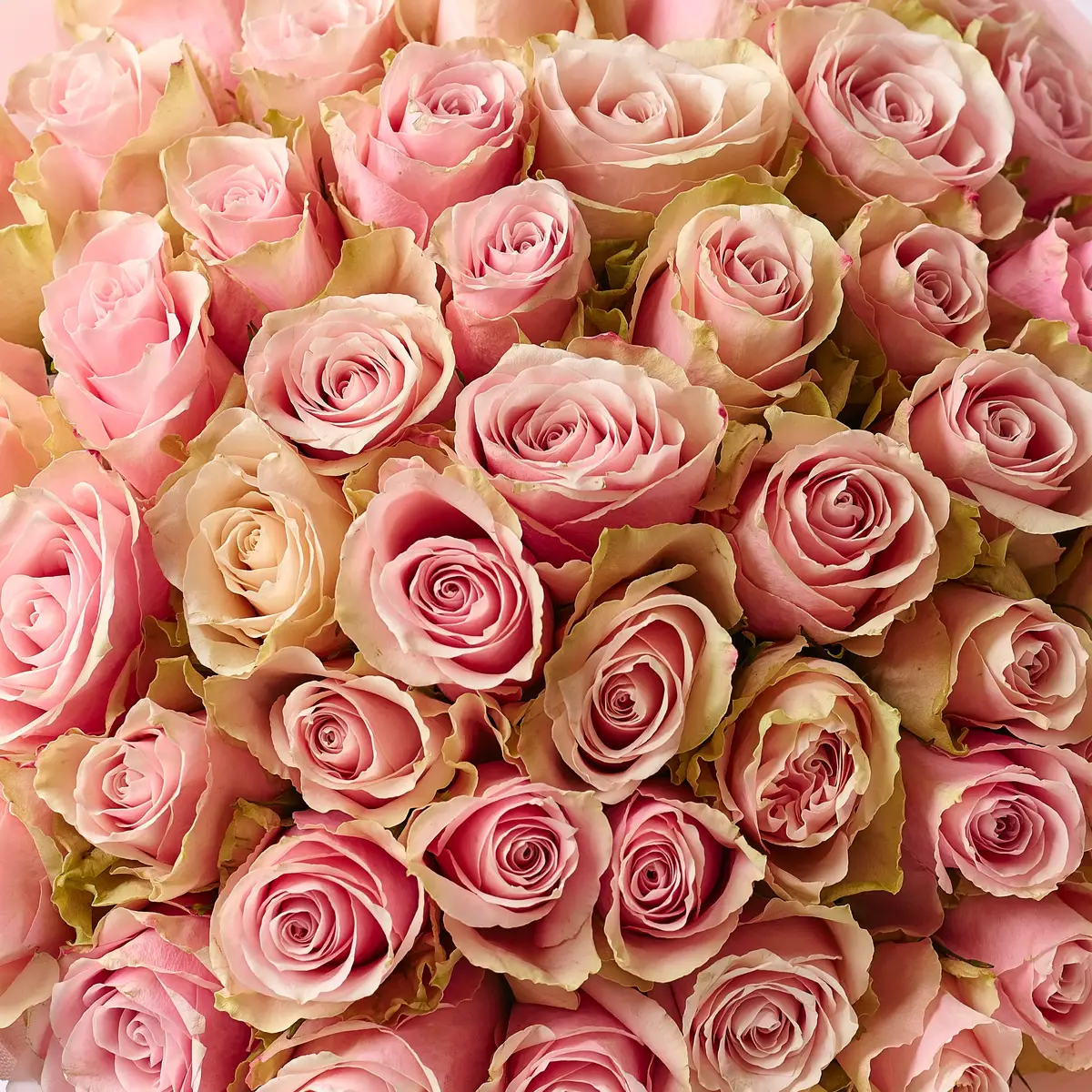 Букет 51 Троянда Пінк Атена купити недорого в Україні, фото 3