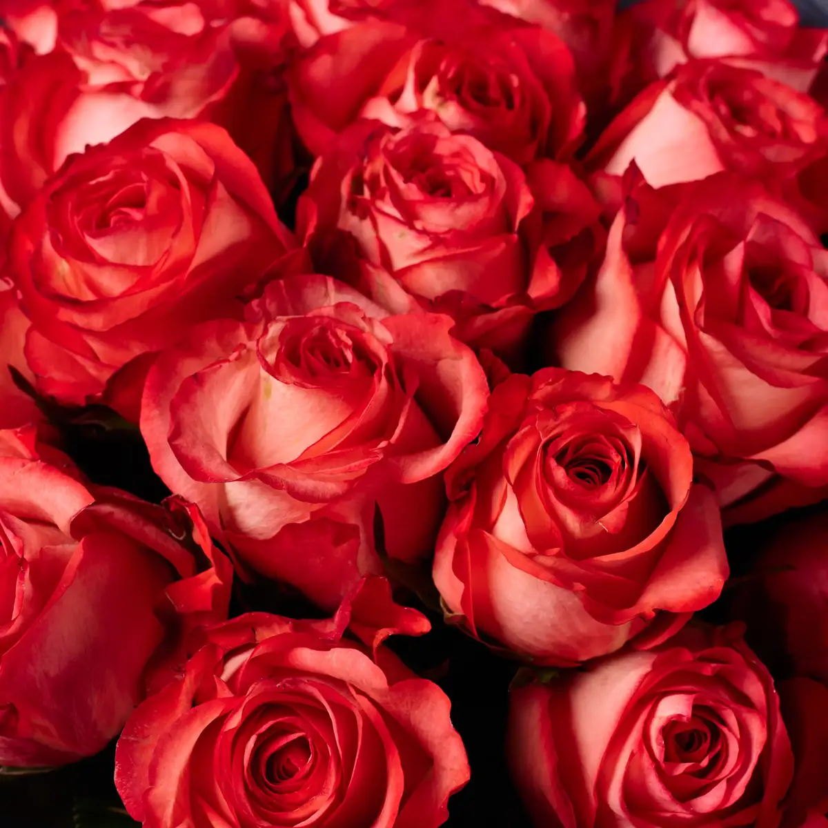 Букет 25 Троянд Айкон купити недорого в Україні, фото 3