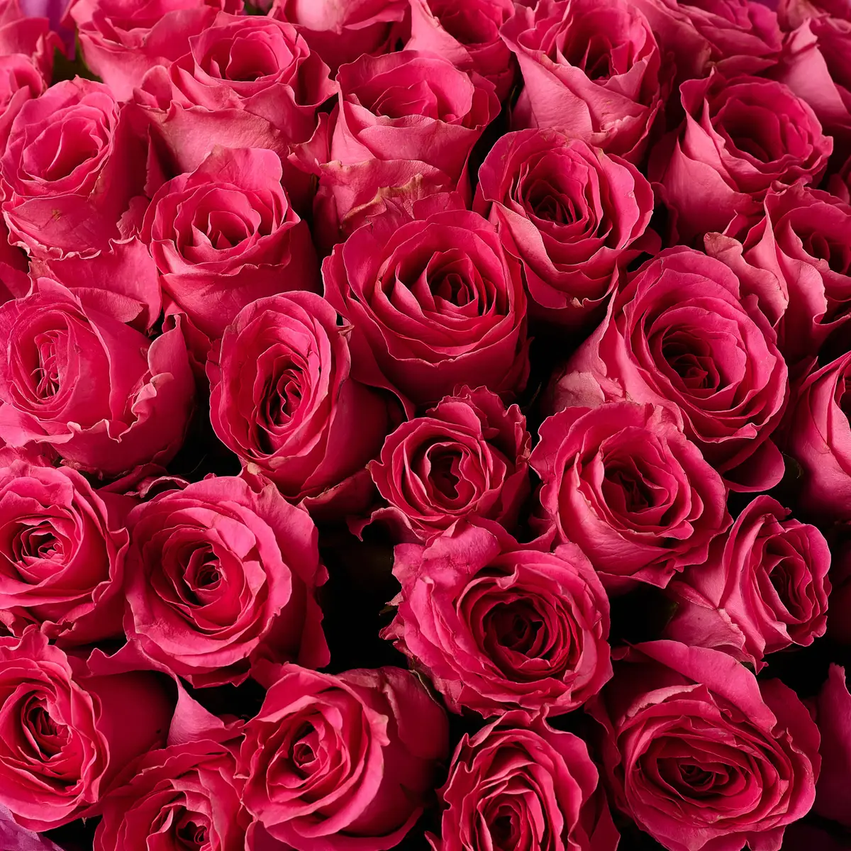 Букет 51 Роза Вотергейм купить недорого в Украине, фото 3