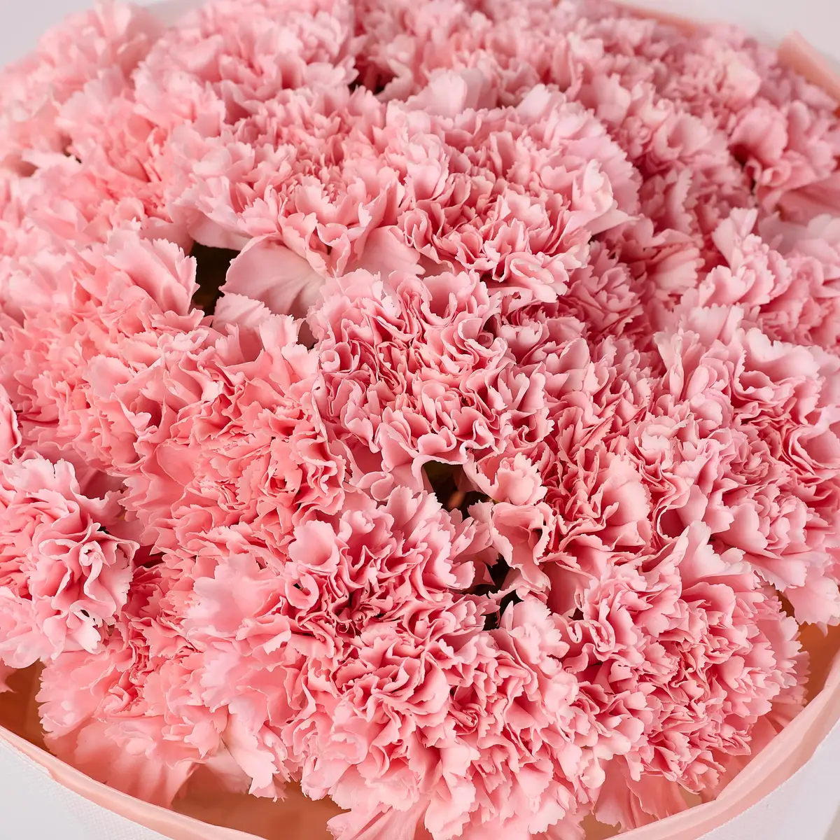 Букет 25 Рожевих Гвоздик купити недорого в Україні, фото 3