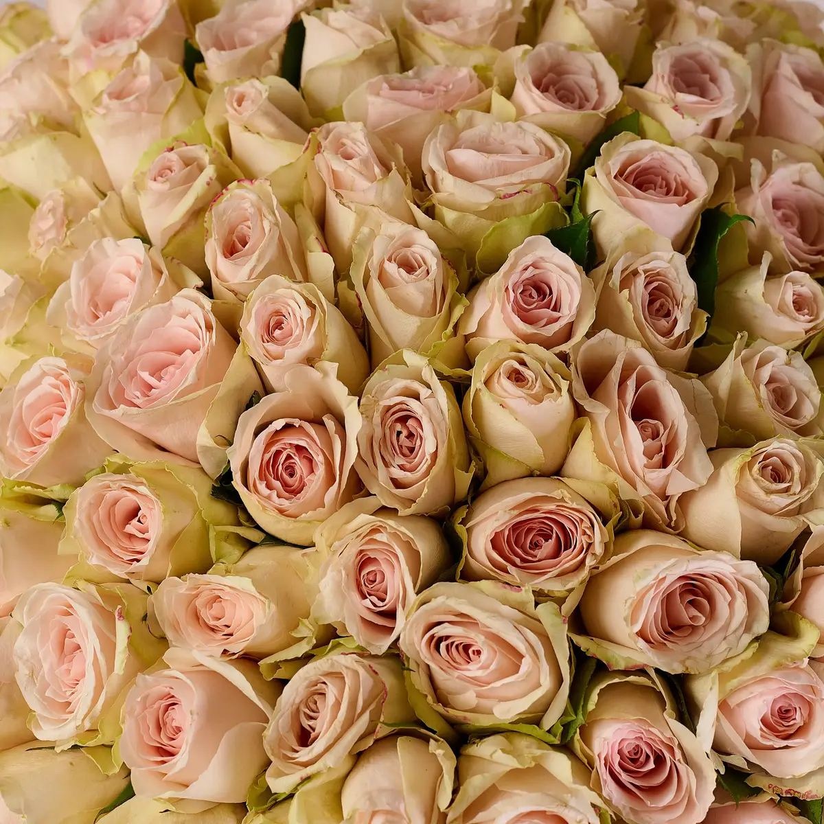 Букет 101 Роза Хай Брайдл купить недорого в Украине, фото 3