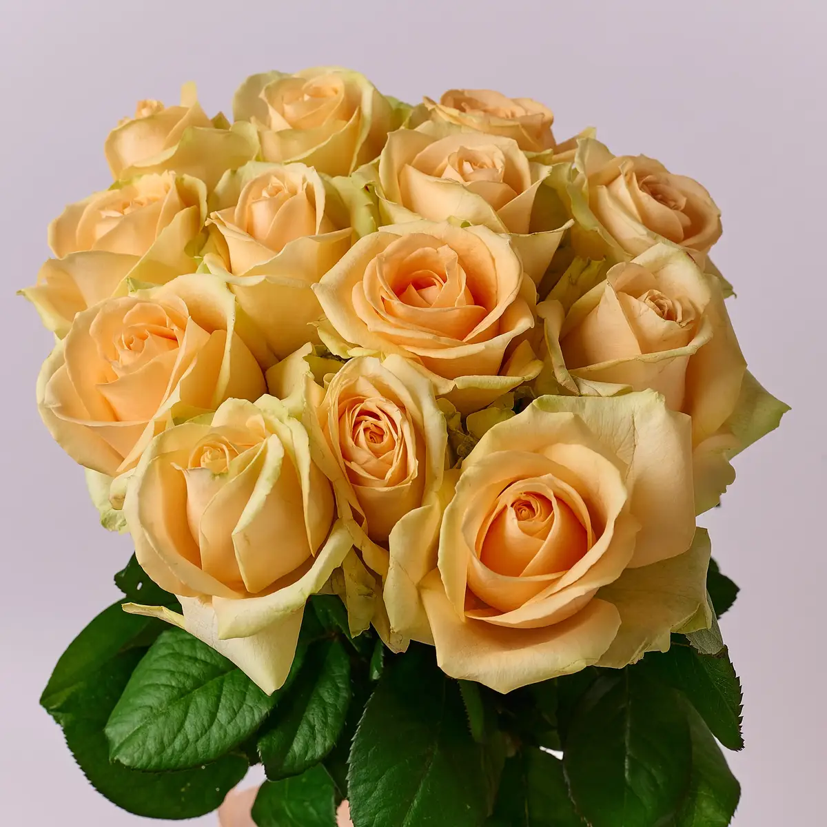 Букет 13 Роз Пич Аваланч купить недорого в Украине, фото 3