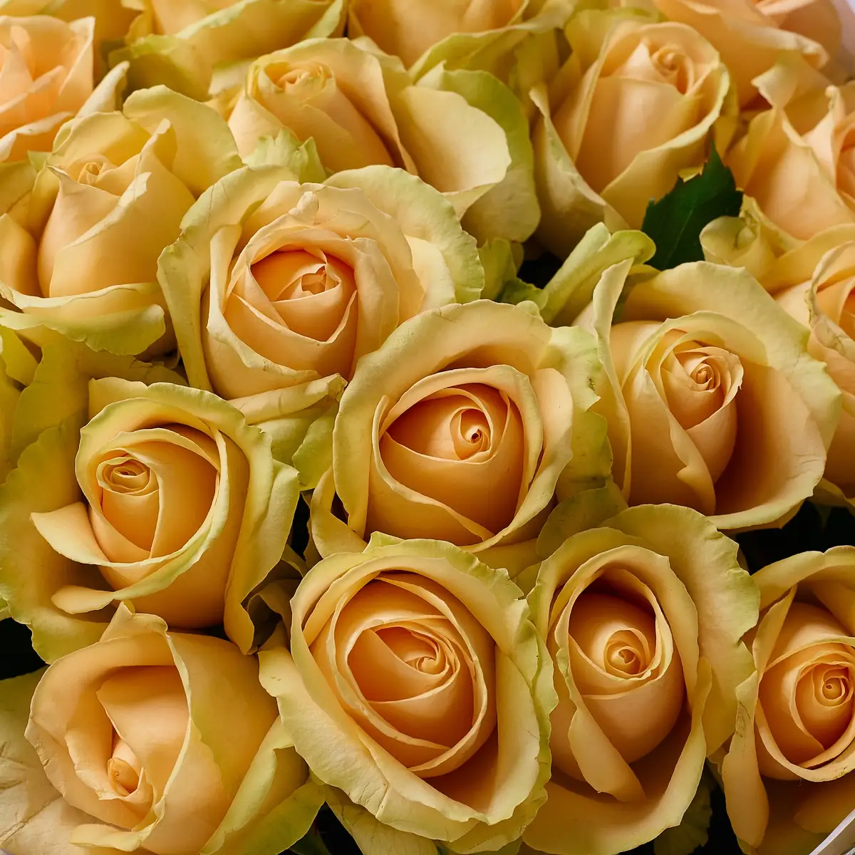 Букет 27 Роз Пич Аваланч купить недорого в Украине, фото 3