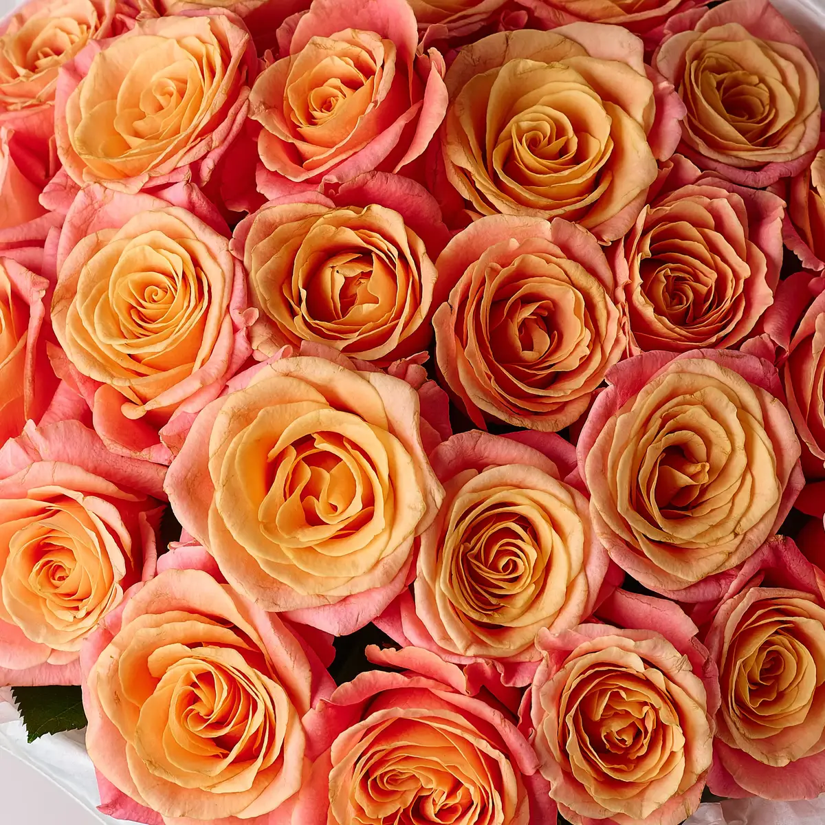 Букет 25 Троянд Міс Піггі купити недорого в Україні, фото 3