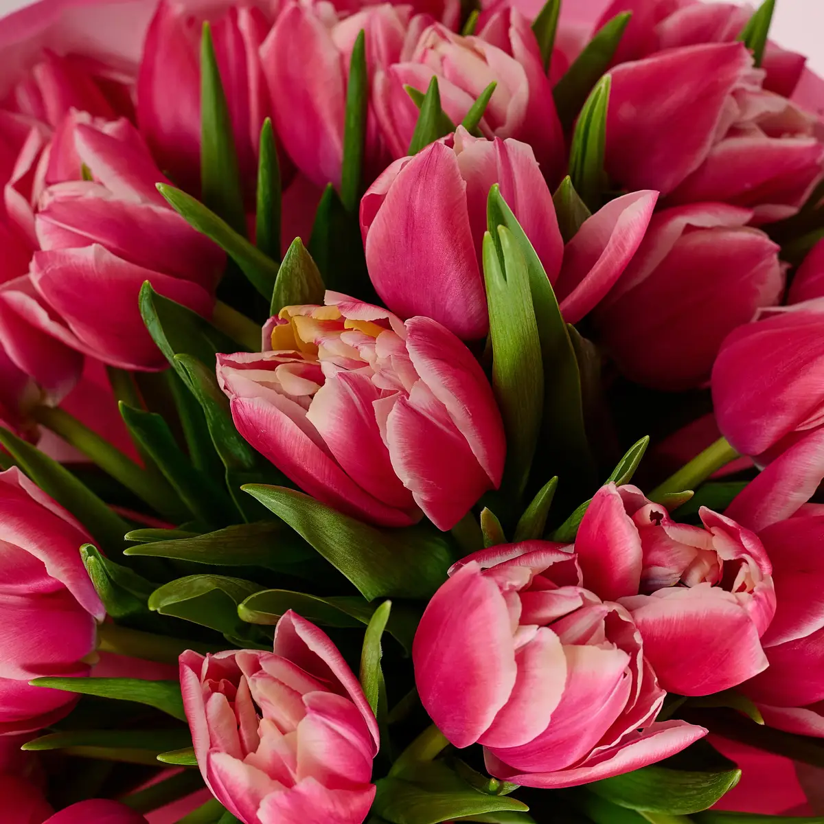 Букет 31 Розовый пионовидный тюльпан купить недорого в Украине, фото 3