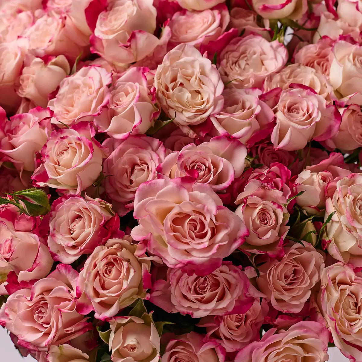 Букет 25 Троянд спрей Рефлекс купити недорого в Україні, фото 3