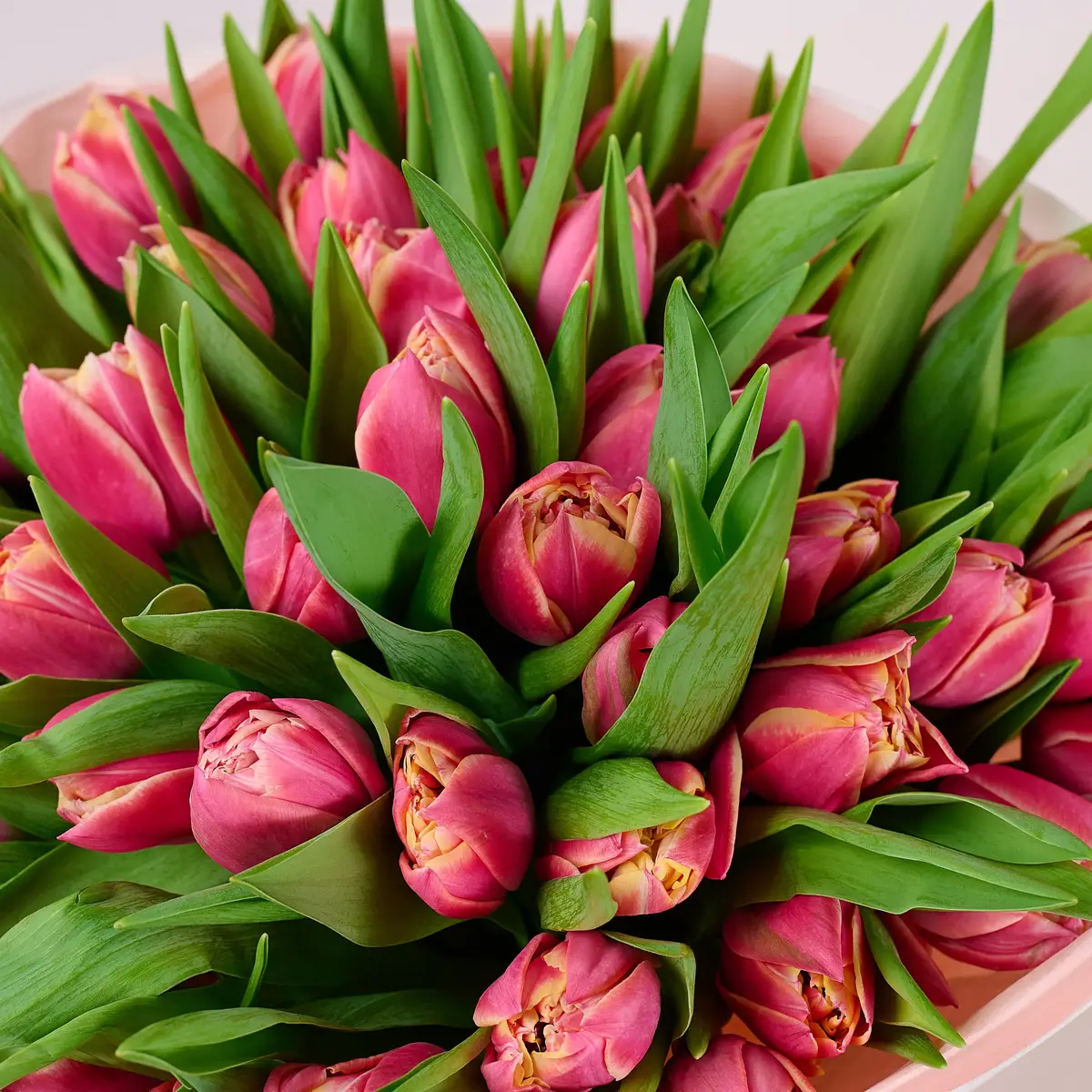 Букет 51 Розовый пионовидный тюльпан купить недорого в Украине, фото 3