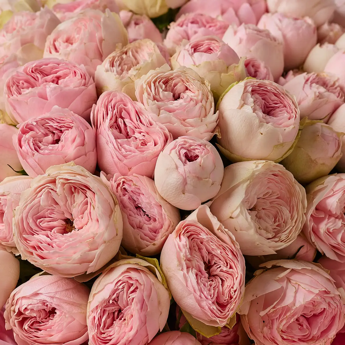 Букет 35 Розы спрей Мэнсфилд Парк купить недорого в Украине, фото 3