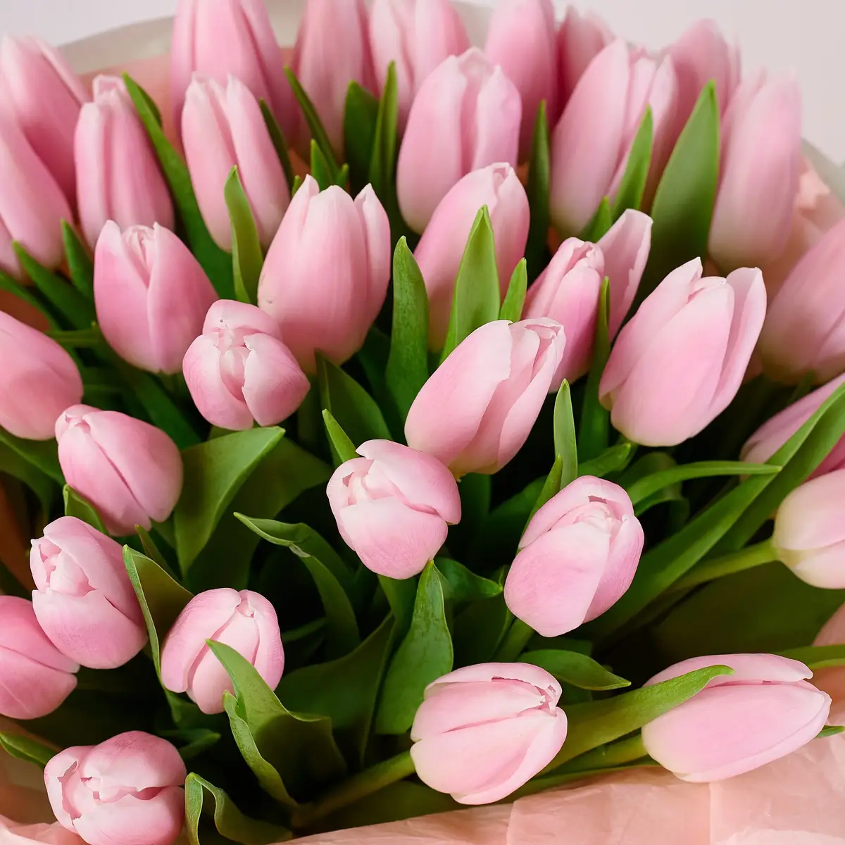 Букет 35 бледно -розовых тюльпанов купить недорого в Украине, фото 3