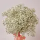Букет 11 Білих Гіпсофіл купити