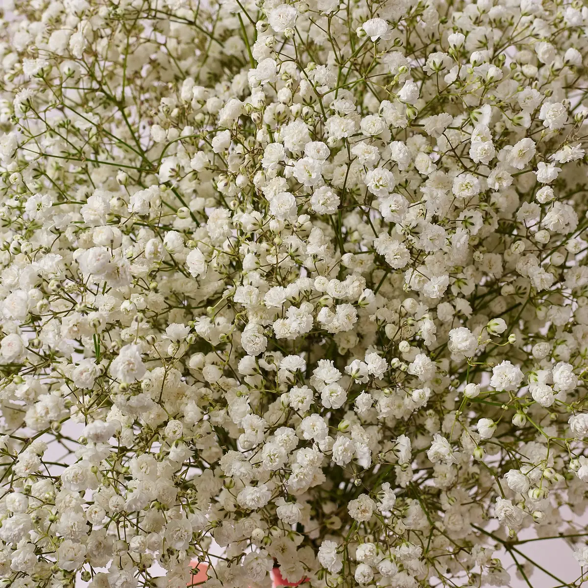 Букет 11 Білих Гіпсофіл купити недорого в Україні, фото 3