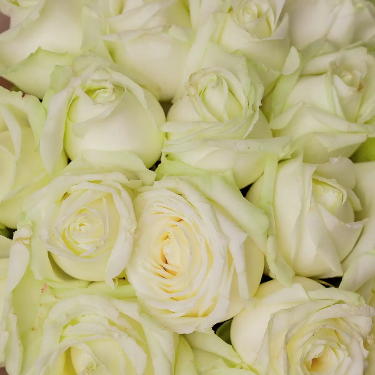 Букет 25 Троянд білих Аваланч купити недорого в Україні, фото 3