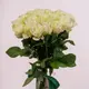 Букет 19 Троянд білих Аваланч купити