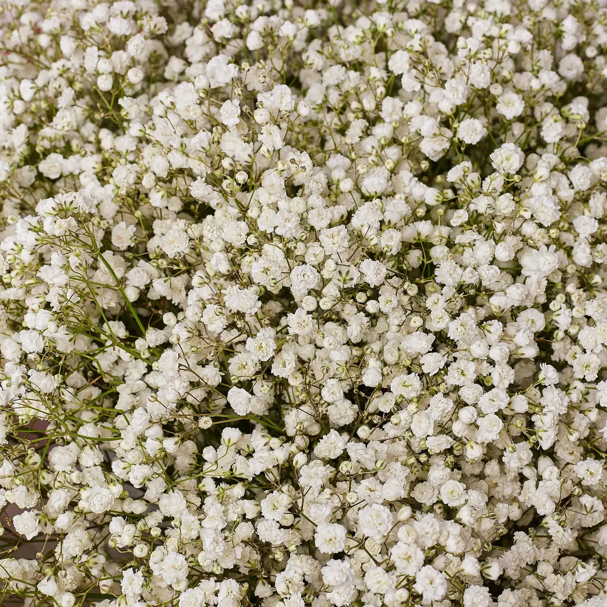 Букет 25 Білих Гіпсофіл купити недорого в Україні, фото 3