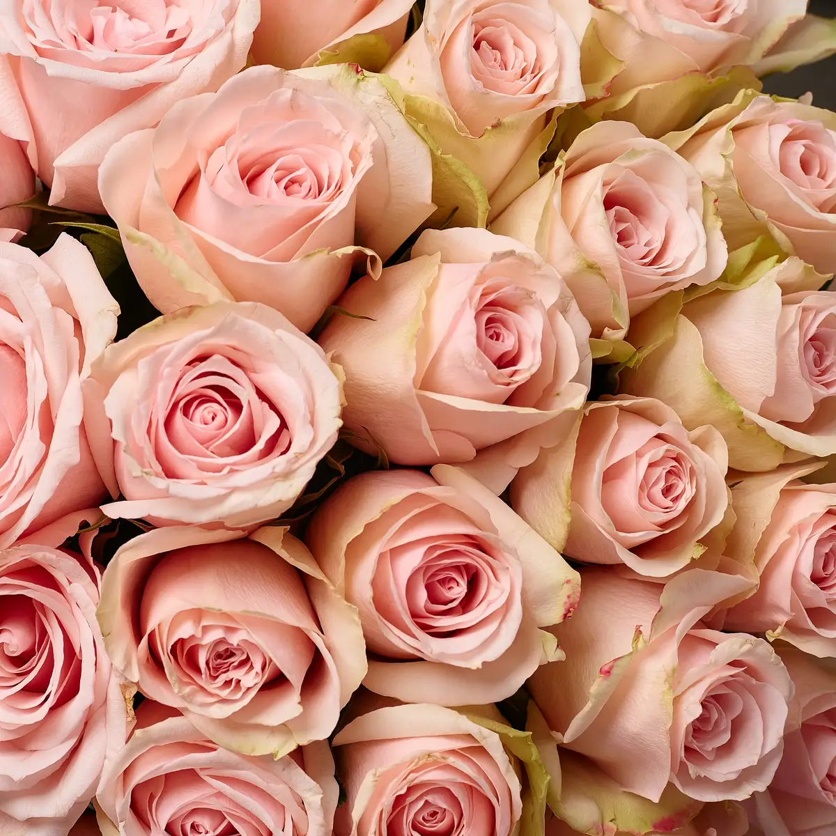 Букет 35 Троянд Хай Брайдл купити недорого в Україні, фото 3