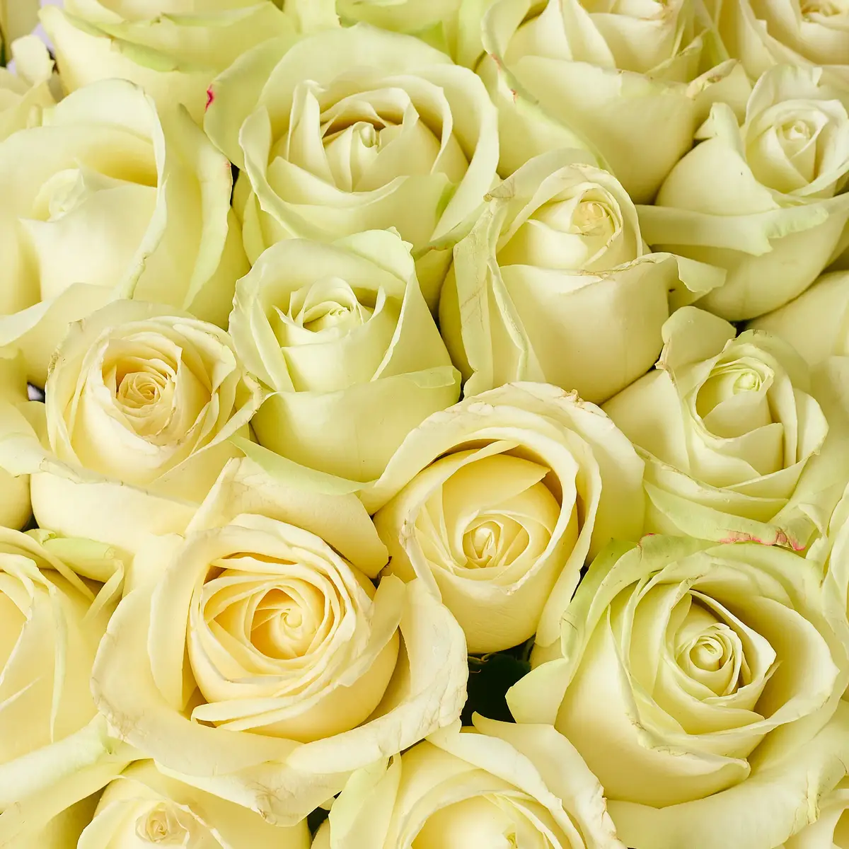 Букет 45 Троянд білих Аваланч купити недорого в Україні, фото 3