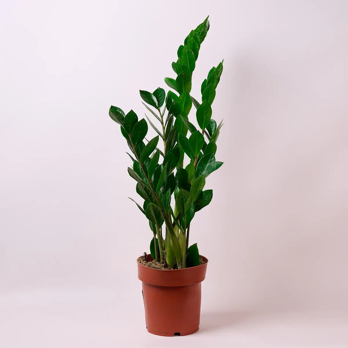 Заміокулькас d17 купити