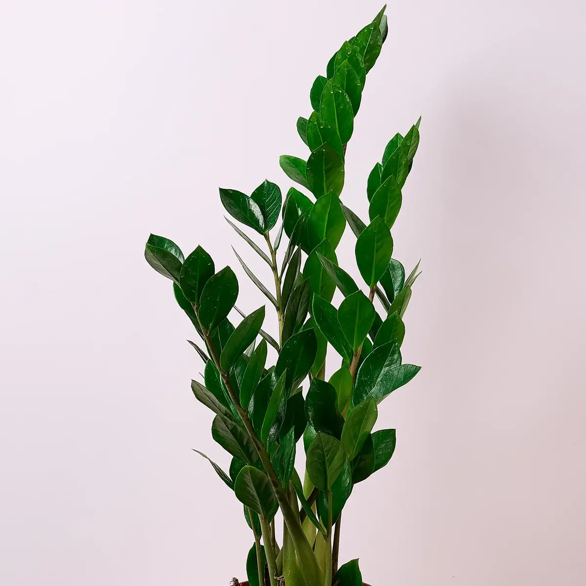 Заміокулькас d17 купити недорого в Україні, фото 2