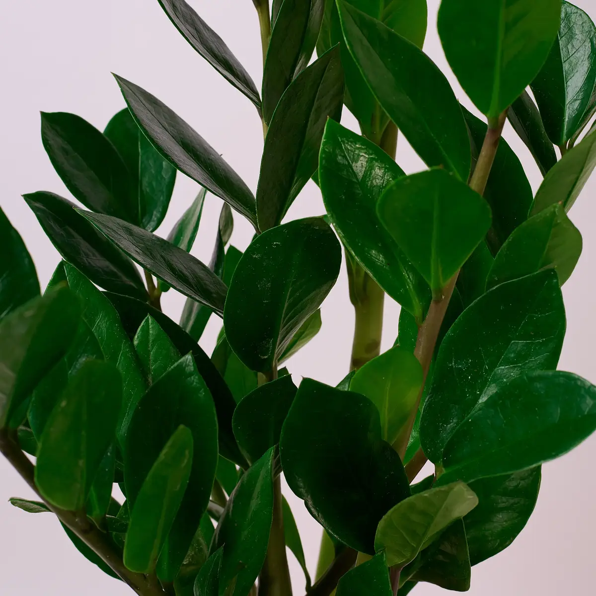 Заміокулькас d17 купити недорого в Україні, фото 3