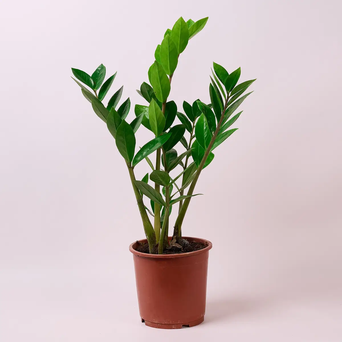 Заміокулькас d14 купити