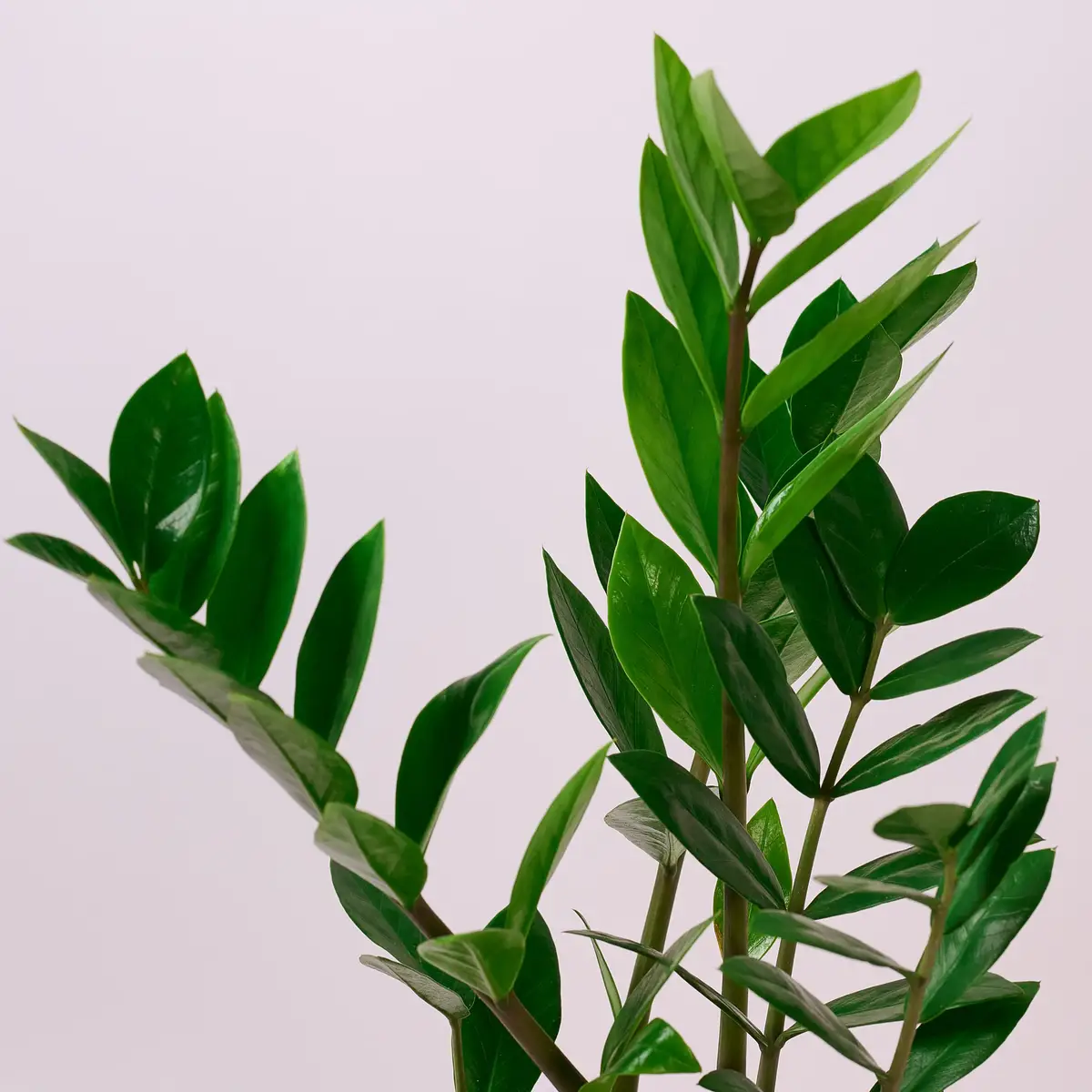 Заміокулькас d14 купити недорого в Україні, фото 2