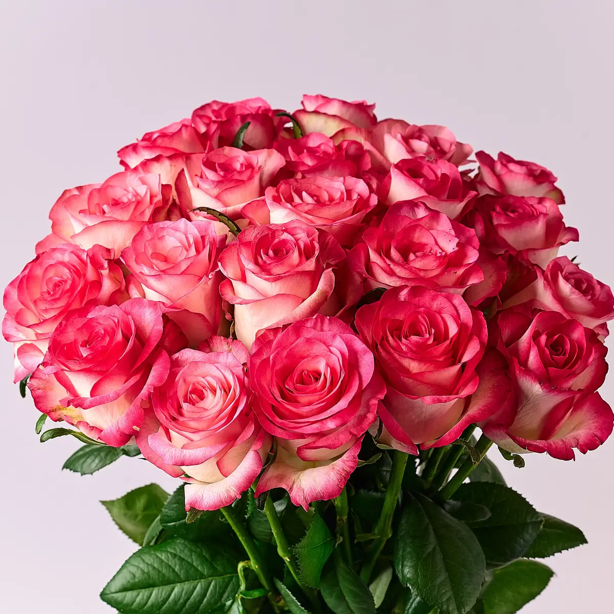 Букет 21 Роза Джумилия купить недорого в Украине, фото 2