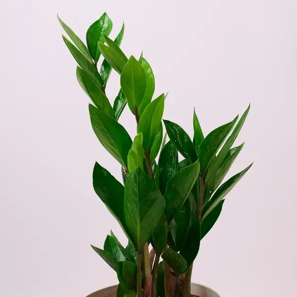 Заміокулькас d12 купити