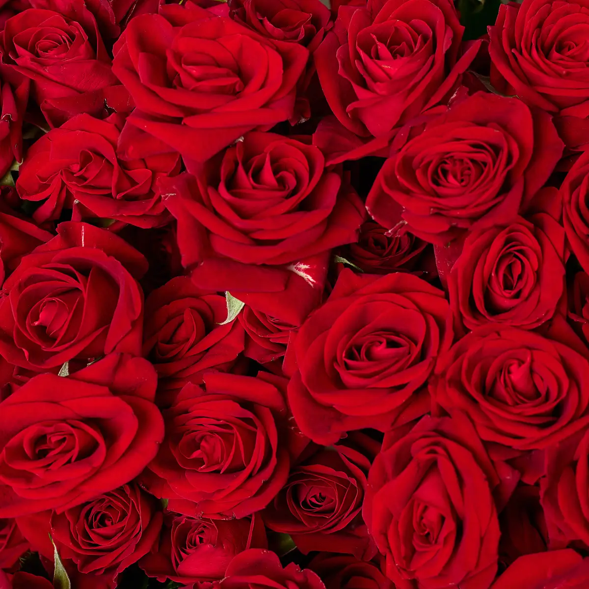 Букет 19 Троянд спрей Домініка купити недорого в Україні, фото 3