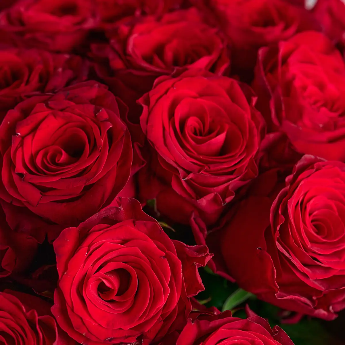 Букет 35 Роз Родос купить недорого в Украине, фото 3