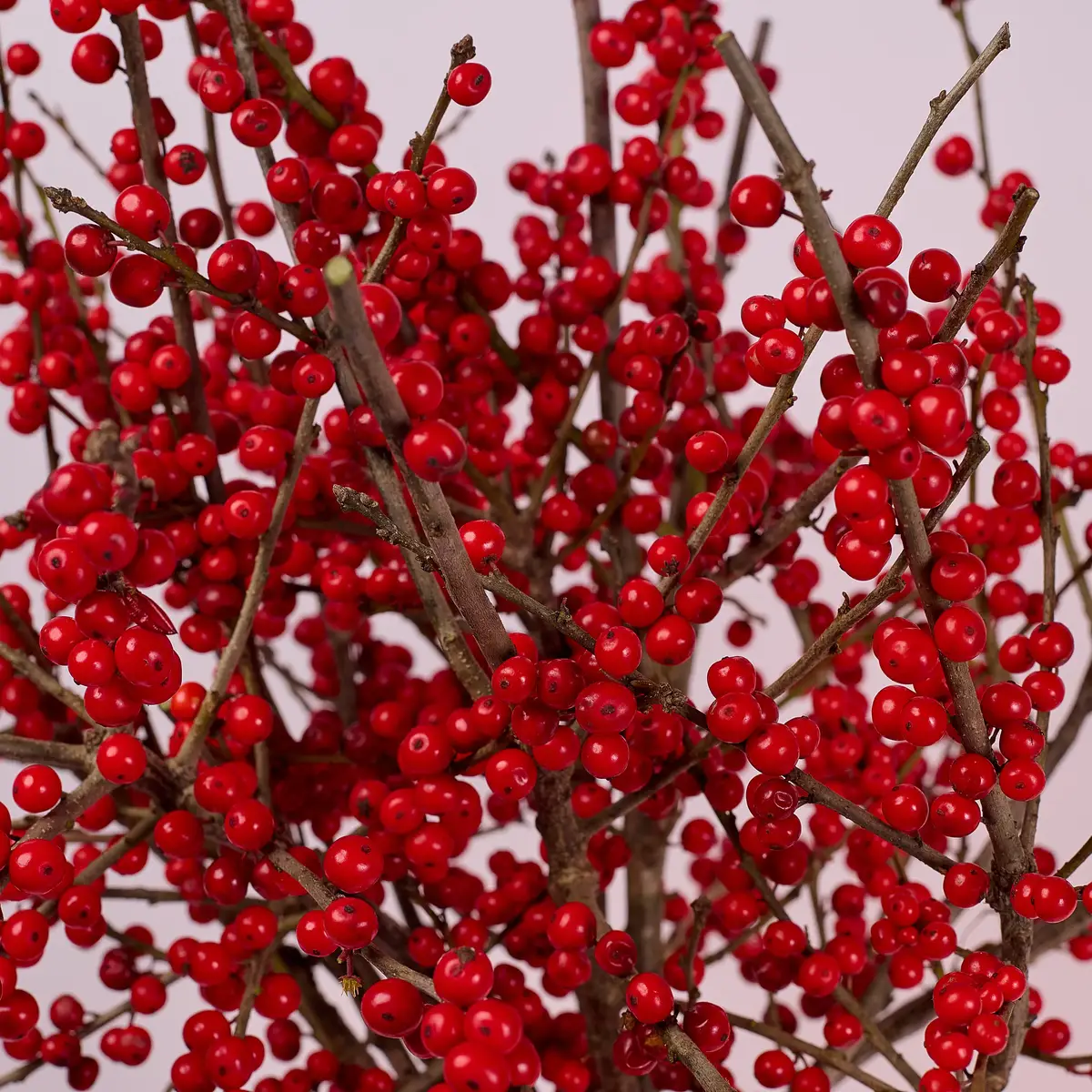 Букет 11 Ветвей Илекса купить недорого в Украине, фото 3