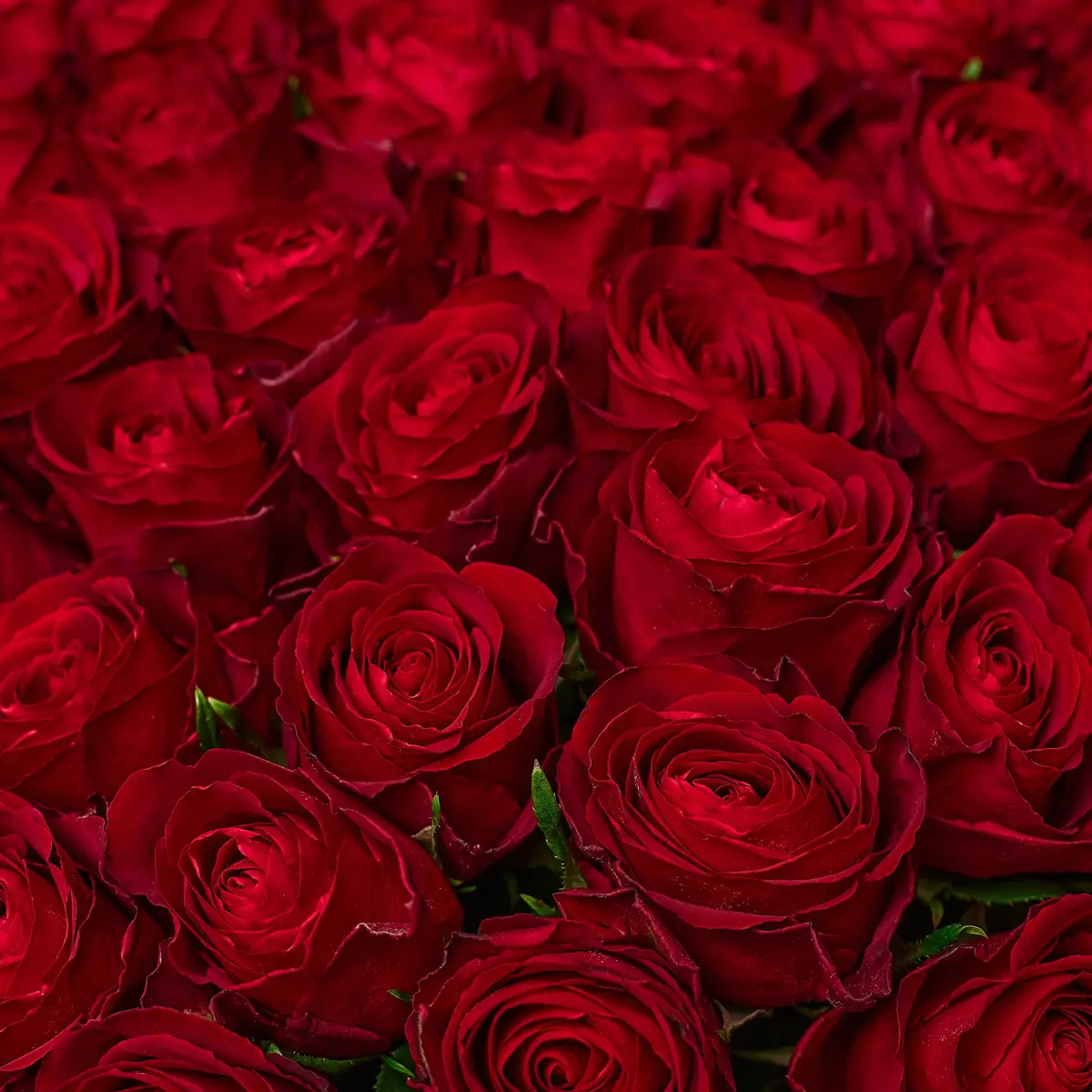 Букет 101 Троянда червона Мадам Ред купити недорого в Україні, фото 3