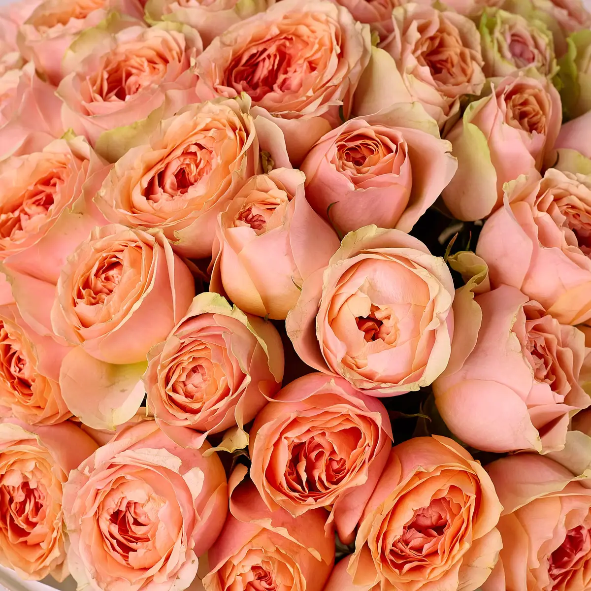 Букет 51 Троянда Гравіті купити недорого в Україні, фото 3