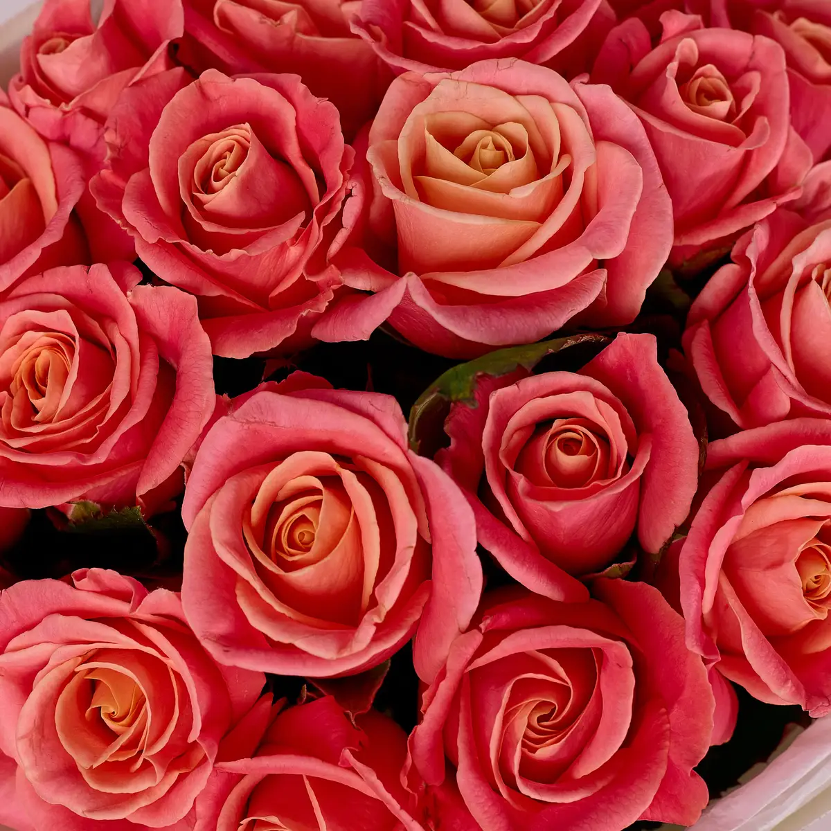 Букет 19 Роз Мисс Пигги купить недорого в Украине, фото 3